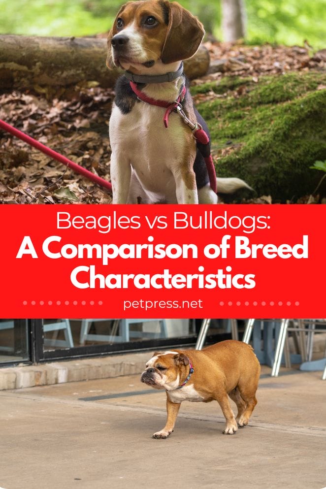 Beagle vs Bulldog