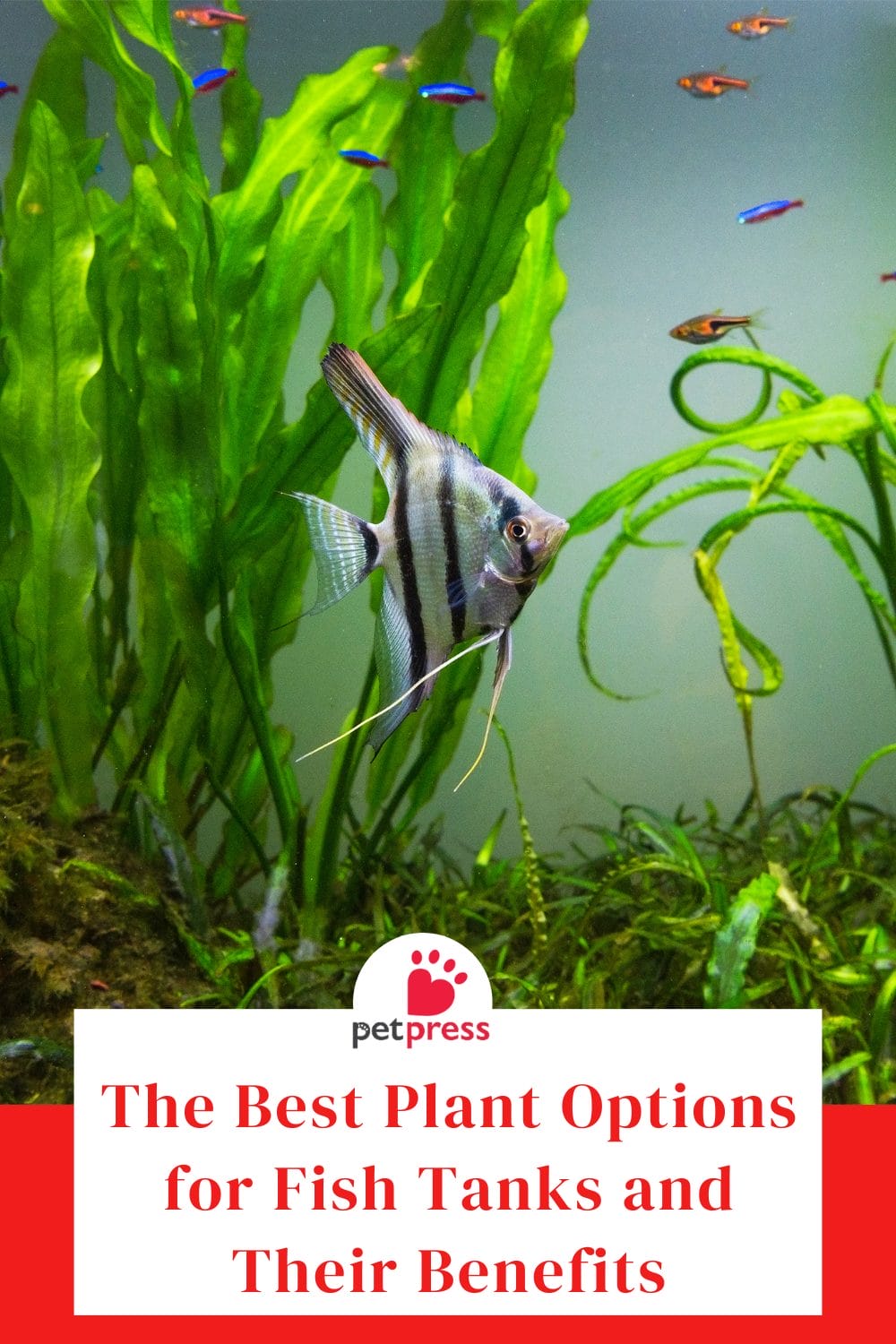 Best Plant Options for Fish Tanks