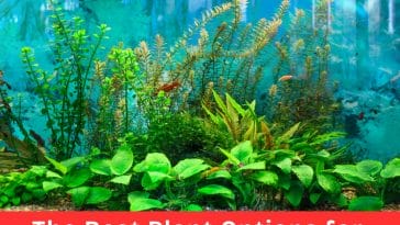 Best Plant Options for Fish Tanks