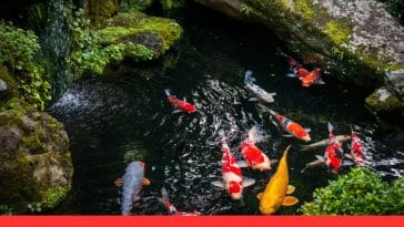 Best Tips for Winter Care of Outdoor Koi Ponds