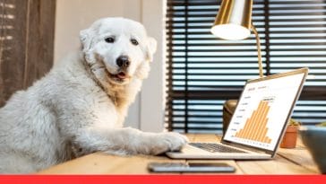 Best dog breeds for full-time workers