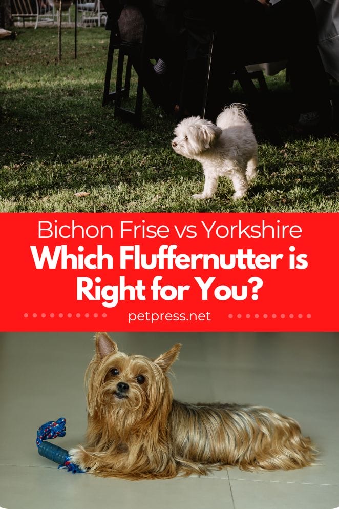 Bichon Frise vs Yorkshire Terrier