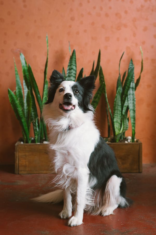 Border Collie