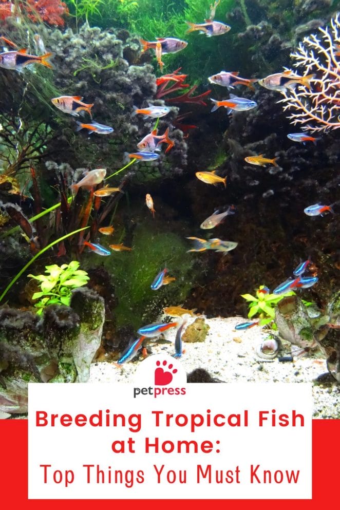 Breeding Tropical Fish at Home