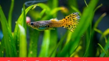 Breeding Tropical Fish at Home