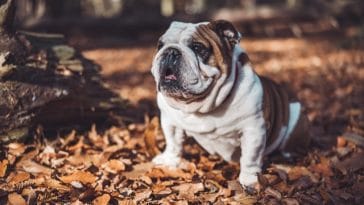 Bulldog-breed