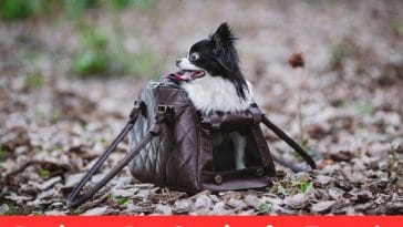 Buying a Pet Carrier for Travel: What You Must Consider?