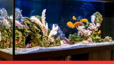 Caring for Your First Aquarium Fish