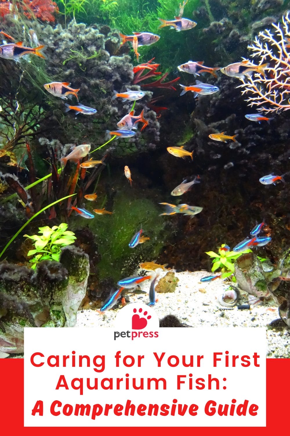 Caring for Your First Aquarium Fish