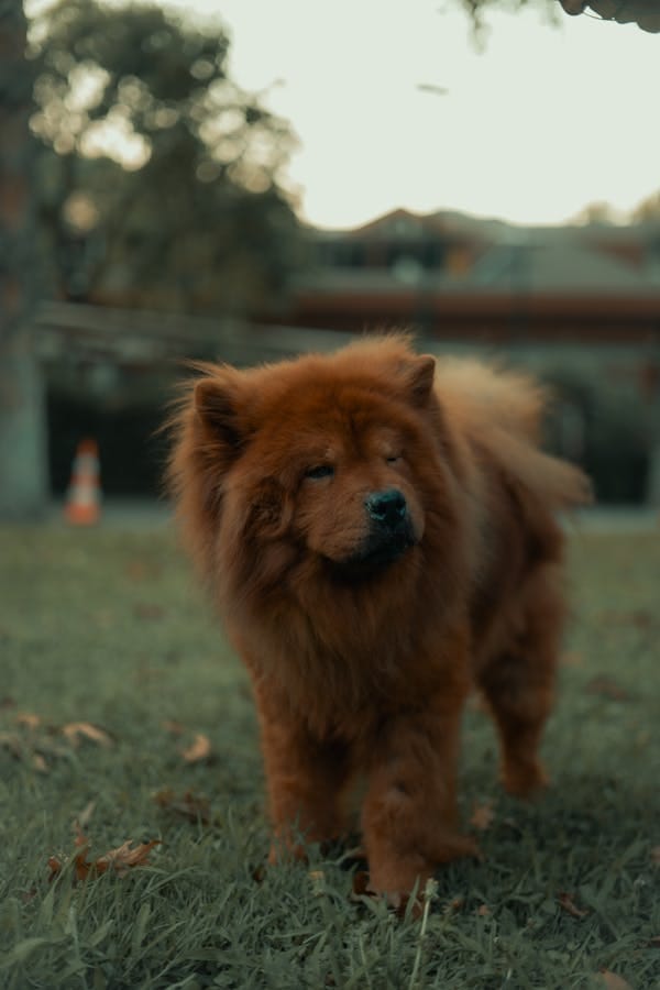 Chow Chow