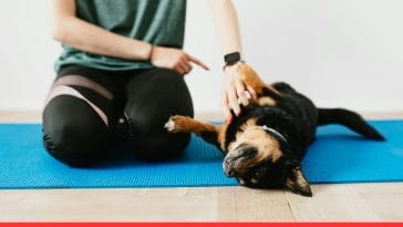 Fun Training Ideas for Dogs: