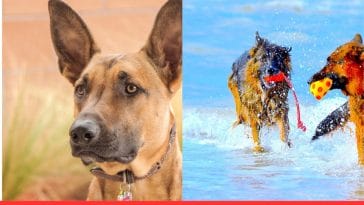 Belgian Malinois vs German Shepherd