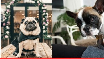 French Bulldog vs Pug