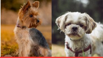 Yorkshire Terrier vs Shih Tzu