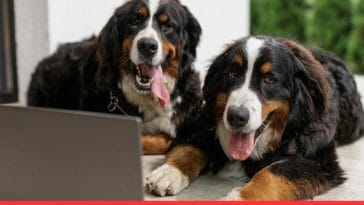 Top Guard Dog Breeds for Families