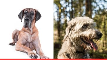 Great Dane vs Irish Wolfhound