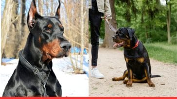 Doberman Pinscher vs Rottweiler