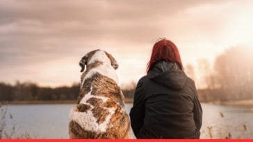 Guard Dog Breeds for First-Time Owners