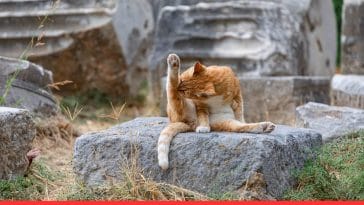 Common Parasites in Cats