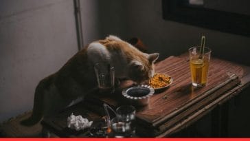 Homemade vs. Commercial Cat Food