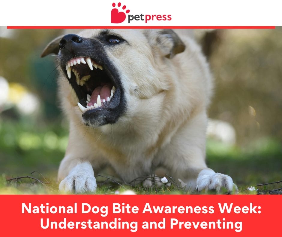 National Dog Bite Awareness Week Understanding and Preventing PetPress