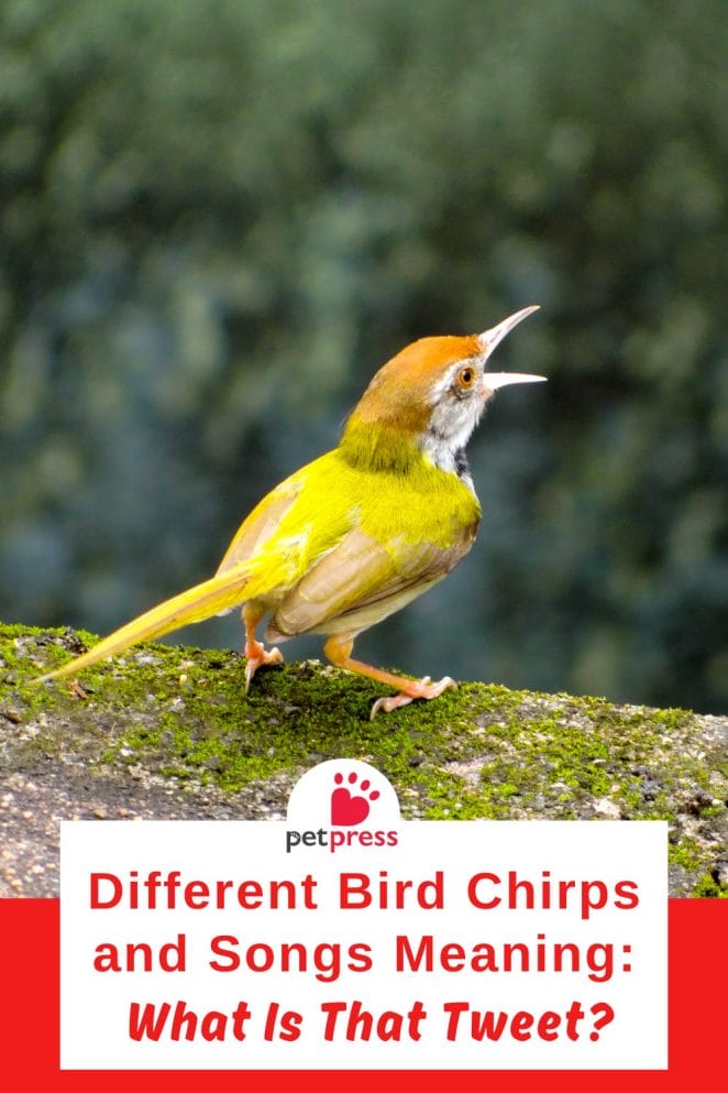 Different Bird Chirps and Songs Meaning