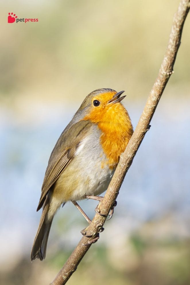 Different Bird Chirps and Songs Meaning 3 robin