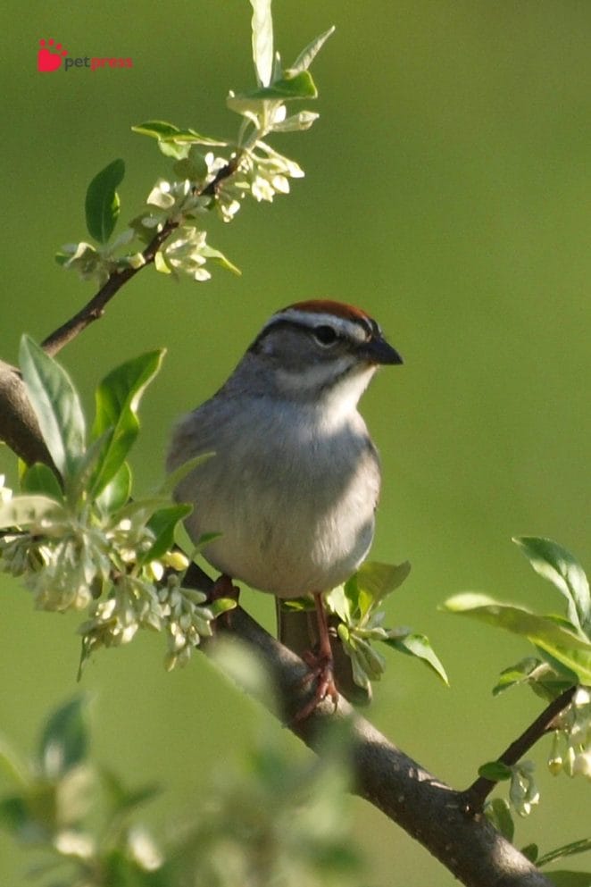 Different Bird Chirps and Songs Meaning 4 sparrow