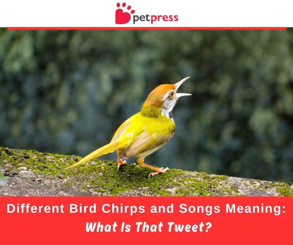 Different Bird Chirps and Songs Meaning What Is That Tweet? PetPress