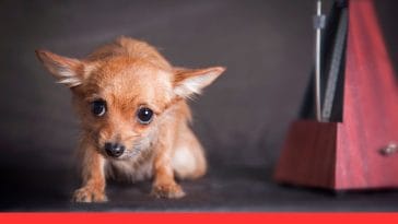 How To Help a Dog Overcome the Fear of Strangers