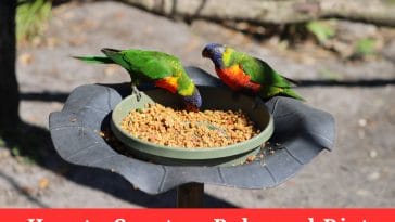 How to Create a Balanced Diet for Your Pet Bird