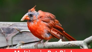 Molting in Pet Birds