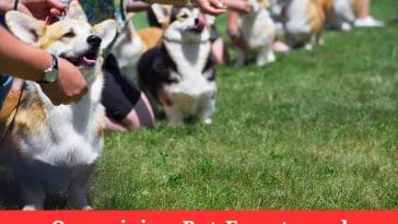 Organizing Pet Events and Meetups