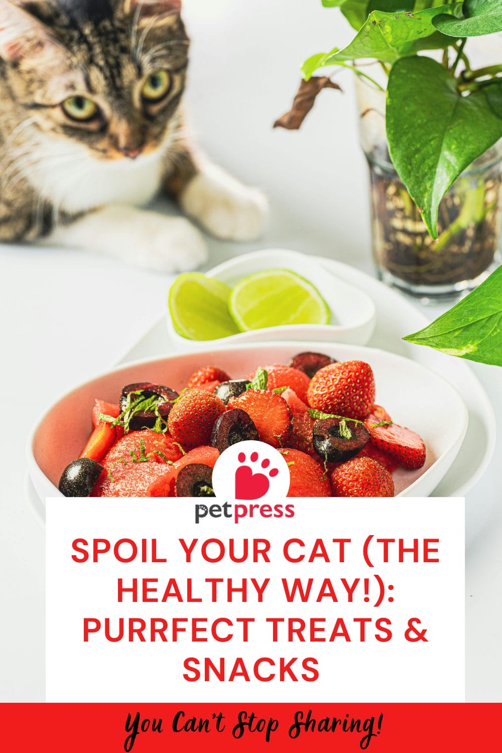 Healthy Snacks for Cats Nutritious for Your Feline Friend PetPress
