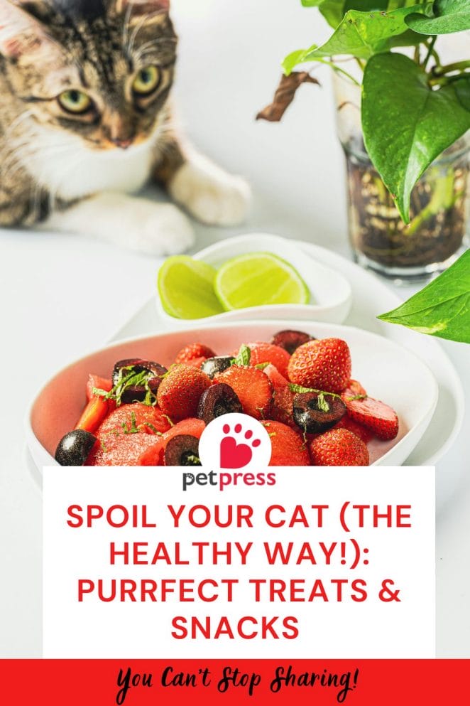 Healthy Snacks For Cats Nutritious For Your Feline Friend PetPress healthy-snacks-for-cats-nutritious-for-your-feline-friend-petpress