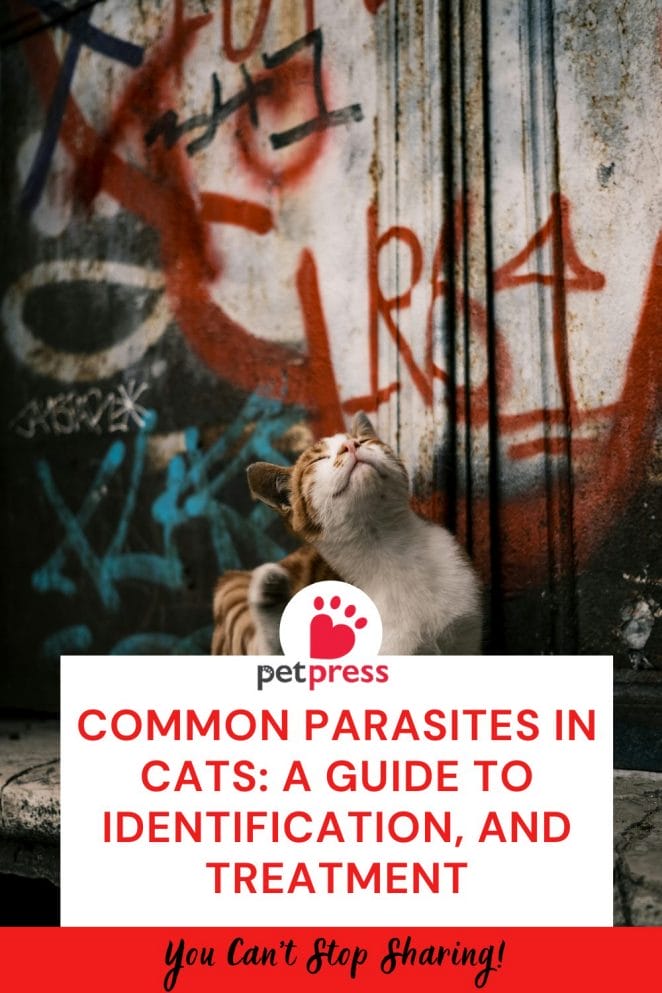 Common Parasites in Cats