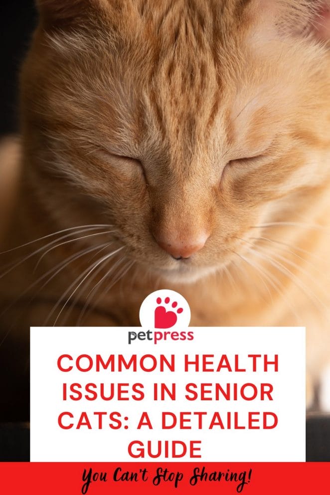 Common Health Issues in Senior Cats