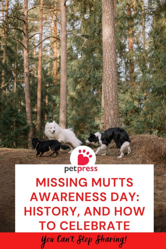 Missing Mutts Awareness Day