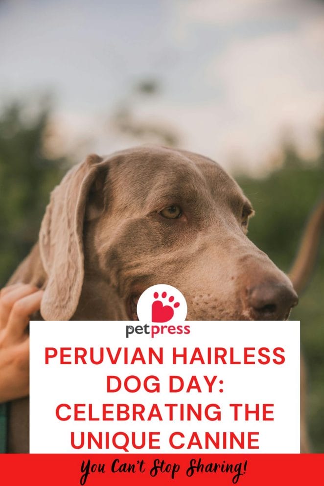 Peruvian Hairless Dog Day
