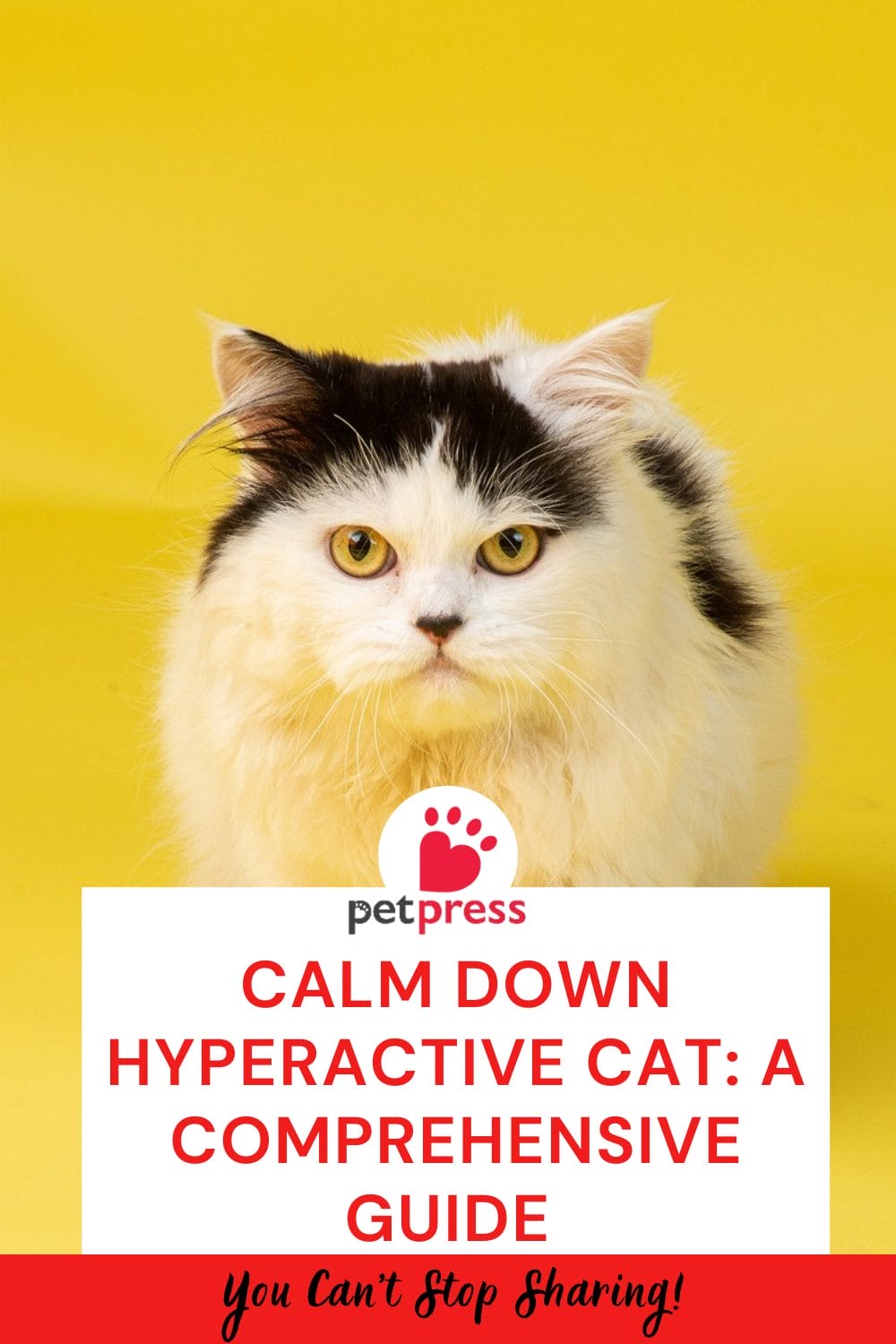 Calm Down Hyperactive Cat A Comprehensive Guide PetPress