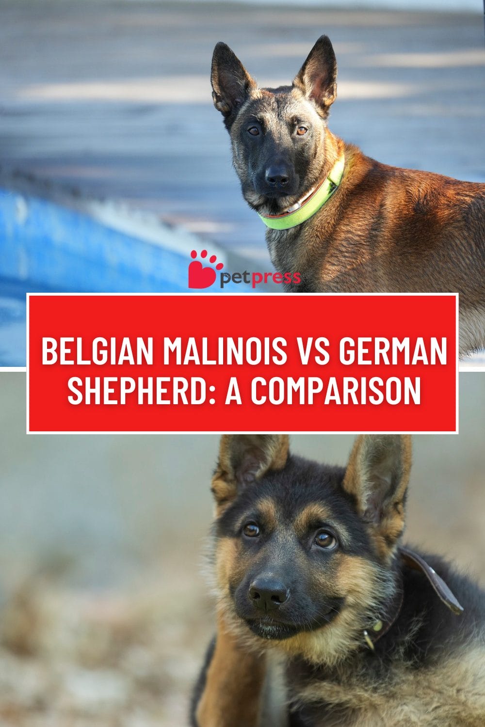 Belgian Malinois vs German Shepherd
