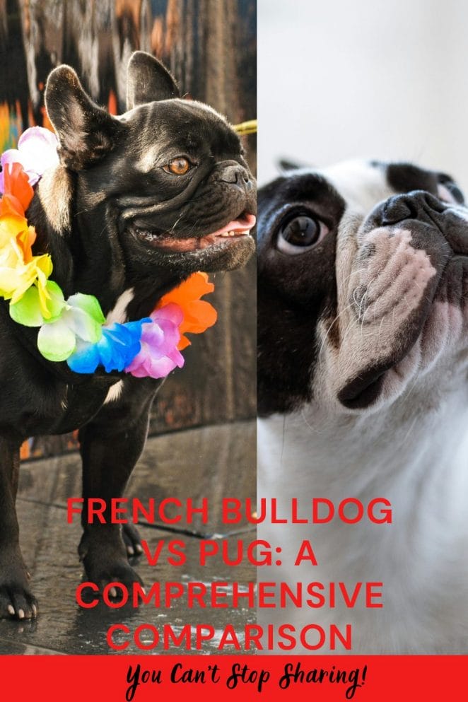 French Bulldog vs Pug