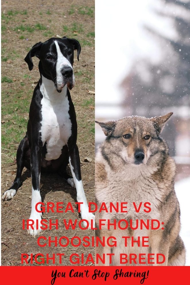Great Dane vs Irish Wolfhound