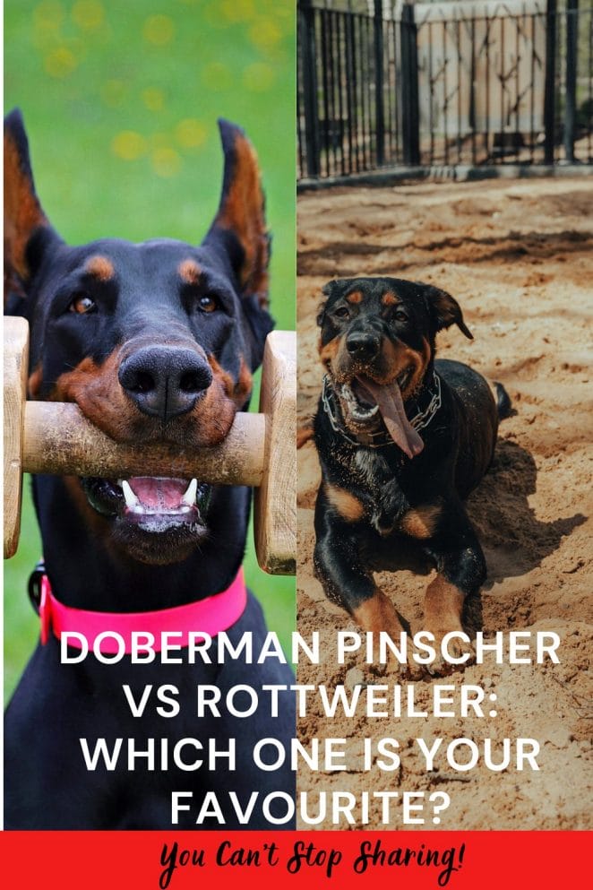Doberman Pinscher vs Rottweiler