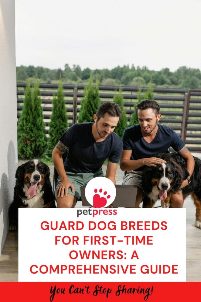 Guard Dog Breeds for First-Time Owners