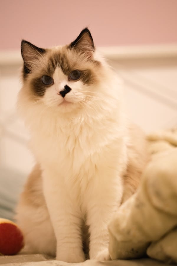 Ragdoll