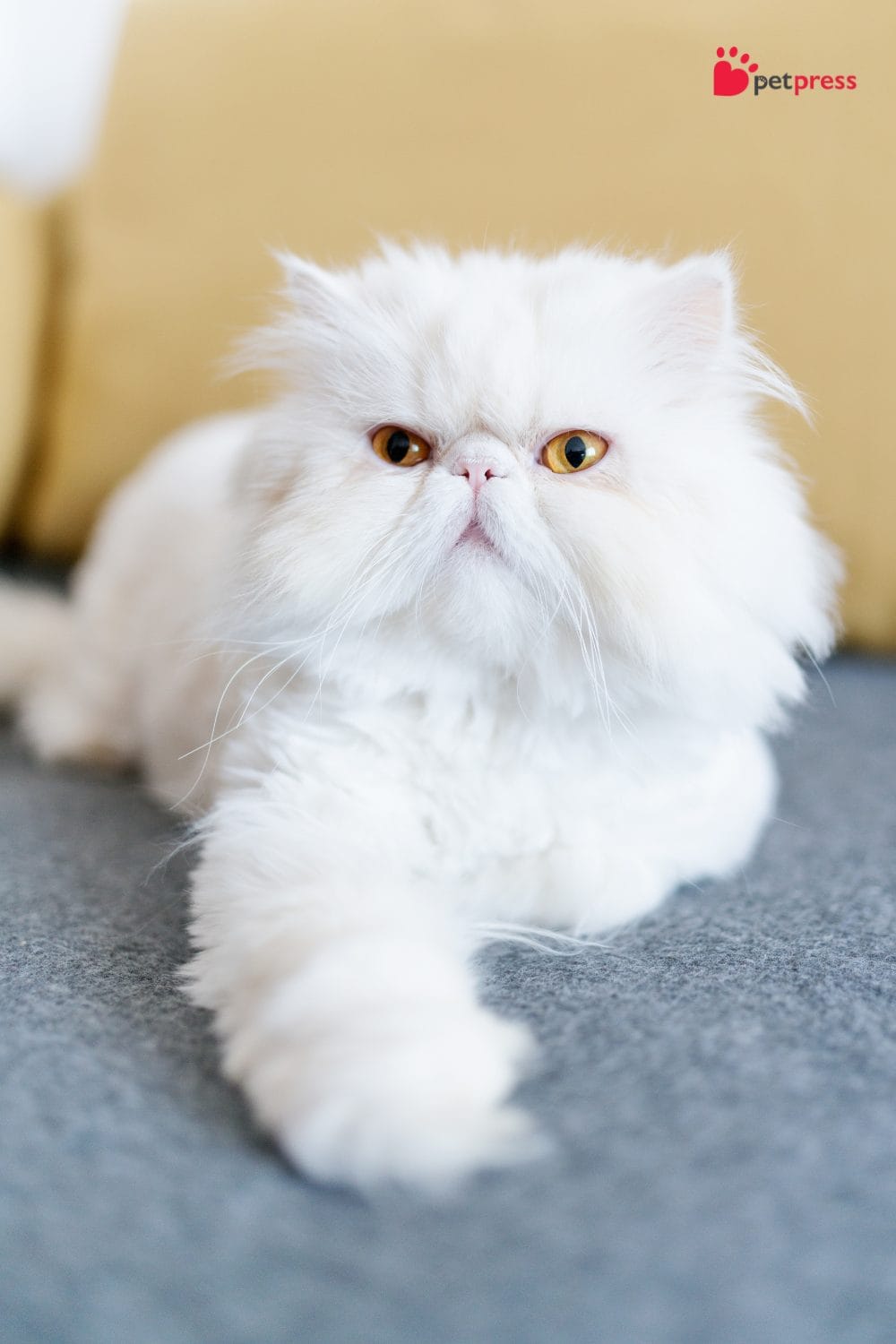 5 Best Ways to Remove Cat Hair From Furniture Get the Top Tips PetPress