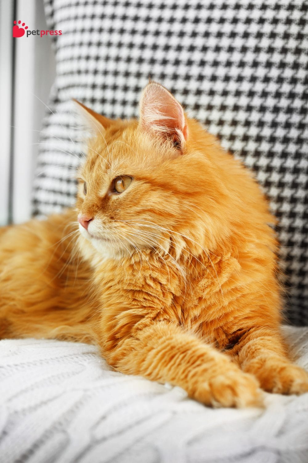 5 Best Ways to Remove Cat Hair From Furniture Get the Top Tips PetPress