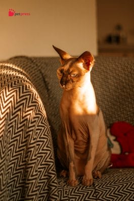 5 Best Ways to Remove Cat Hair From Furniture - Get the Top Tips - PetPress