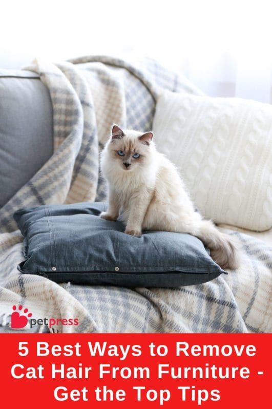 5 Best Ways to Remove Cat Hair From Furniture Get the Top Tips PetPress